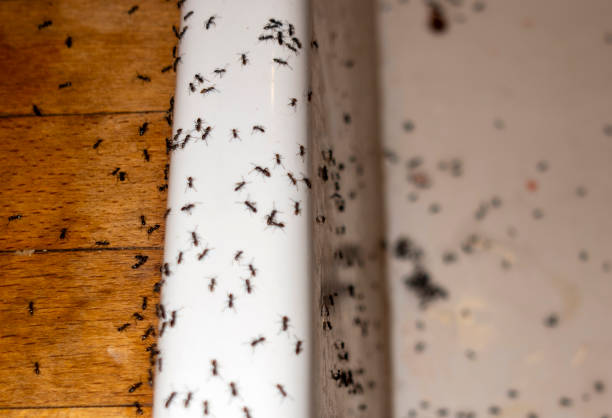 Best Flea Control Services  in Woodstock, VA